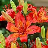 Eleganti Bulbi Di Giglio Da Piantare O Da Matrimonio Resistenti A agradable Specie Arboree Rare Lily se ve Elegante Adattabile Lily Bulbs-6 Lampadine Seeds ONLY