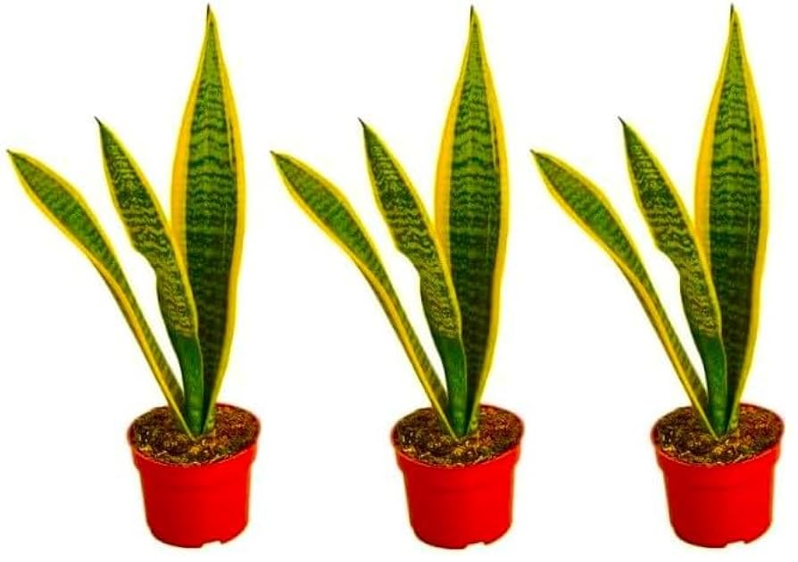 サンスベリア Sansevieria Su-kreep A 3 Snake Plants - Sansevieria Assorted Variety, 4 inch pots