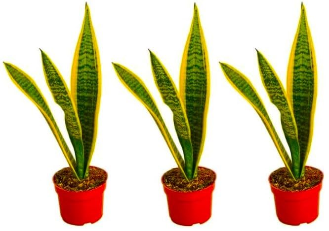 Surmen Legacy Live Snake Plant 3 Pack