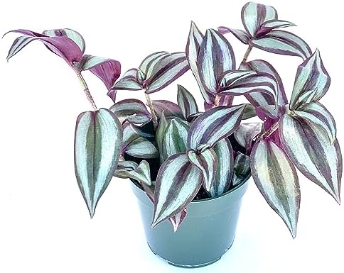 CTS Air Plants Tradescantia Silver Plus Tradescantia Zebrina Live...