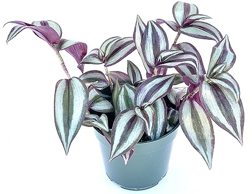 Tradescantia Silver Plus Tradescantia Zebrina Live Potted Housepl...