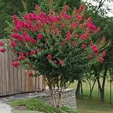 Tonto Dwarf Crape Myrtle, Striking Dark Watermelon Red, 1 Plant, Matures 8'-10' (2-4ft Tall When...