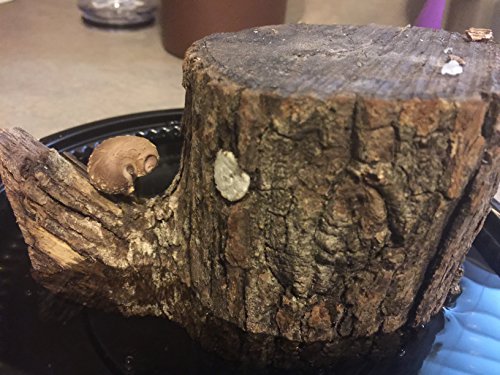 6" To 9" Shiitake Mushroom Log (2 Logs Per Order) #TOP1