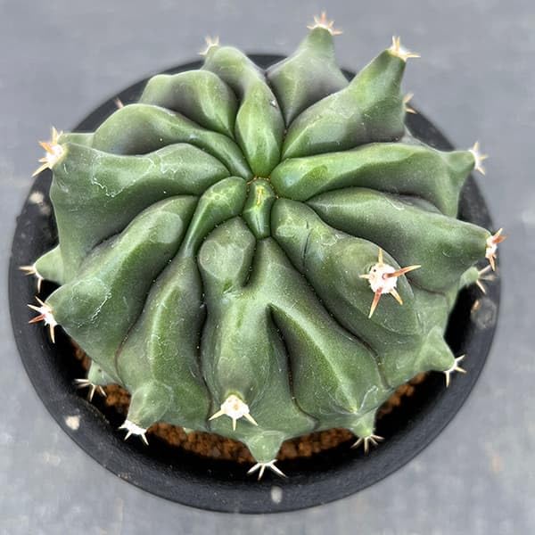 Amazon｜[ザ・ファームセレクト]フェロカクタス：短刺巨鷲玉無刺系（無