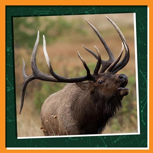 The Wild Sounds Around Us