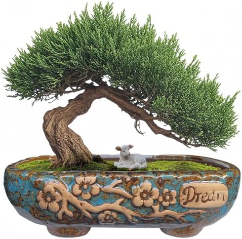 MUZHI Vasos retangulares de cerâmica rústica de bonsai de 24 cm c...