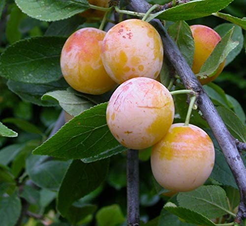 Mirabelle De Nancy Dwarf Patio Plum Fruit Tree 3-4ft Supplied in a 5 Litre Pot by DirectPlants