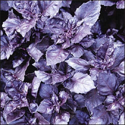 500 Dark Opal Basil (Purple Ruffles) Ocimum Basilicum Herb Flower Seeds (VRZ)