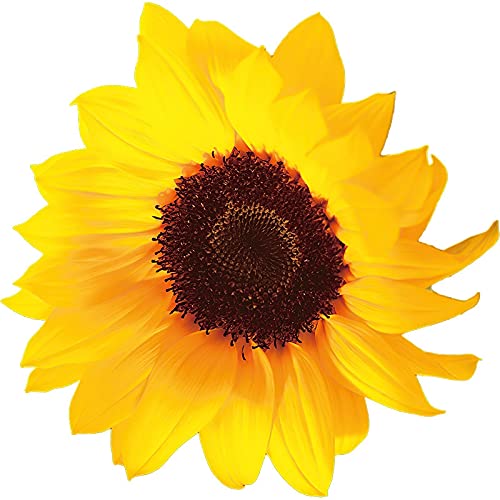 Adesivo In Vinile Per Auto A Forma Di Girasole – Decalcomania Gialla Antigraffio Per Paraurti, Auto, Moto, Casco E Decorazione Casa – Rimovibile E Resistente - 3