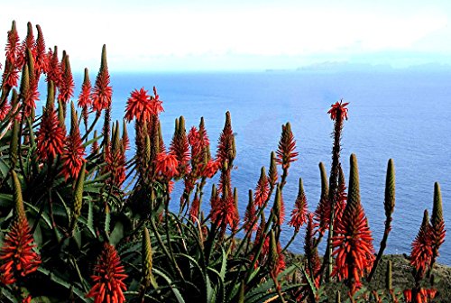 50 semillas Rare Aloe Vera Arborescens Kranz Healing Succulent Seed