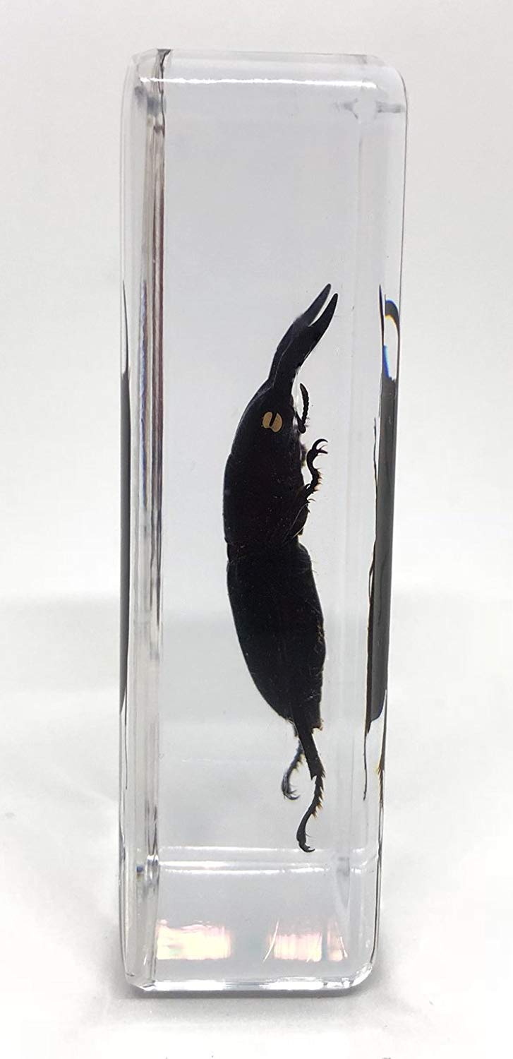 透明標本　ハブ頭部 透明標本 ハブ頭部