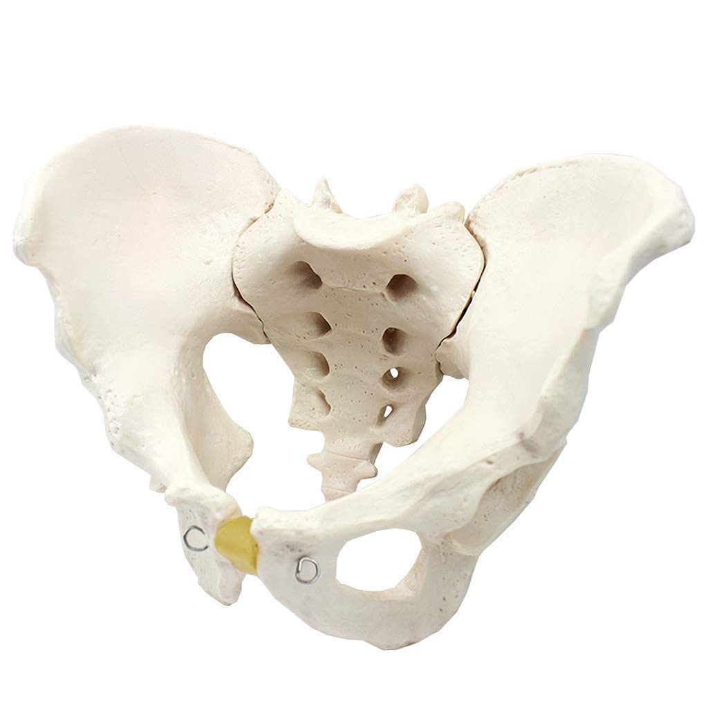 Modello di Anatomia Pelvica - Modello di Bacino Maschile - Materiale PVC Modelli Scientifici di Educazione Medica Pelvica Umana