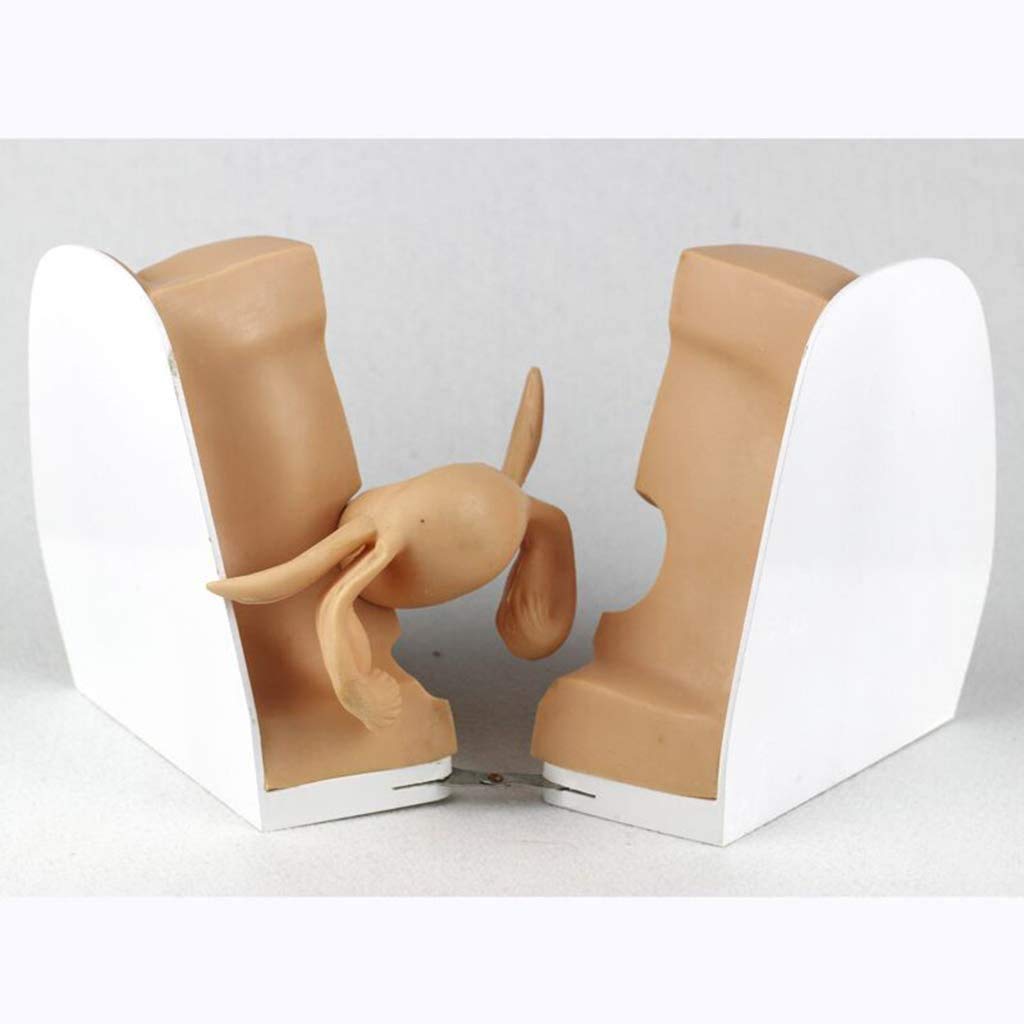Genitale Modello Anatomico - Femmina Contraccezione Guida Template - per L'Insegnamento Aiuta Anatomia Umana Educazione Pianificazione Familiare