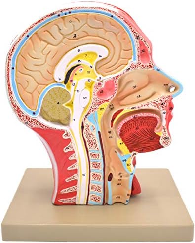 Amazon Com Eisco Am25as Model Human Head Cross Sectional Neck Life Size Cranium Home Kitchen Amazon Com Eisco Am25as Model Human Head Cross Sectional Neck Life Size Cranium Home Kitchen