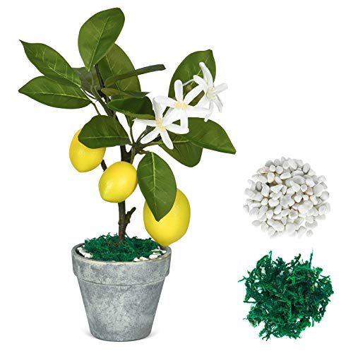 レモン 鉢植えの人気商品 通販 価格比較 価格 Com レモン 鉢植えの人気商品 通販 価格比較 価格 Com