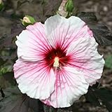 XXL Staudenhibiskus Copper Queen Hibiscus moscheutos winterharte mehrjährige Riesenhibiskus-Gartenstaude, imposante Blütenpracht für Beet & Kübel