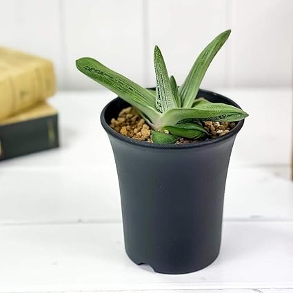 Amazon Co Jp 多肉植物 ガステリア リトルワーティー 3 5号鉢 Gasteria Little Warty Diy 工具 ガーデン