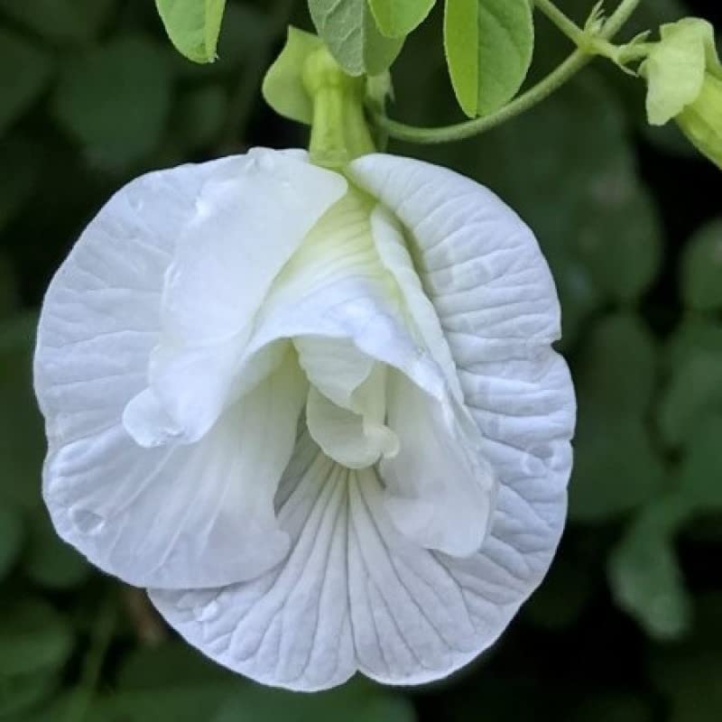 Cloud Farm White Aparajita Double Flowering/Butterfly Pea Flower Plant - 1 Live Plant CF53 (B0BC4TLL8X) Amazon Price History, Amazon Price Tracker