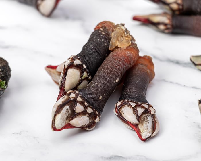 Percebe gallego fresco