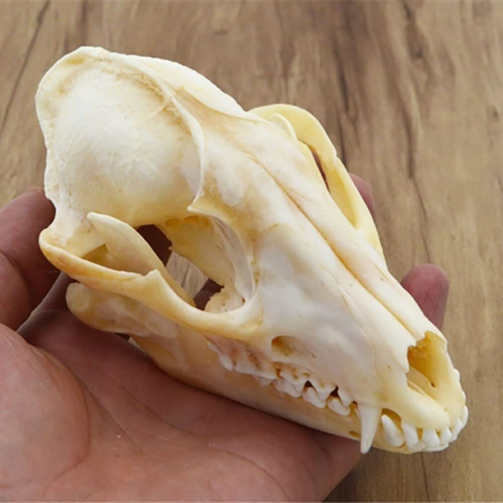 9pcs crâne d'animal réel lot de chat chien renard hérisson ragondin raton laveur rat musqué vison lapin spécimens de crâne pour la décoration de la maison étude d'objets de collection ( Color : Fox )