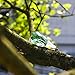 H&D HYALINE & DORA Small Crystal Frog Figurine Collection Paperweight Table Centerpiece Ornament(Green)