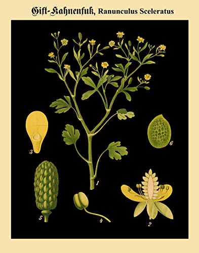 Poster de renoncule scélérate Wallbuddy : affiche botanique allemande 28x36cm