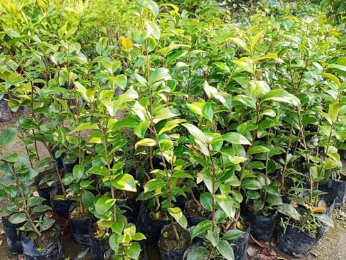 Image of Camellia Pink Perfection flower Live Plant Rare Hybrid (Plant Height 1.5-2.5 Feet) Live Flower Plant for Home garden Indoor Outdoor Shrubs Tree