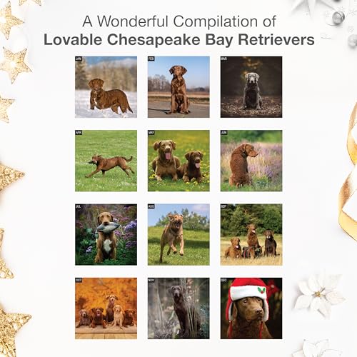 Image of RED EMBER Chesapeake Bay Retrievers Chessies 2026 Wall Calendar 12 Month | 12 inch x 24 inch Open | Thick & Sturdy Paper | Holiday Gift | Cute Puppy Dog Calendar 2026