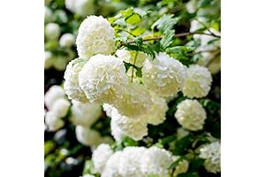 Old Fashion Snowball Viburnum Live Plant for Planting