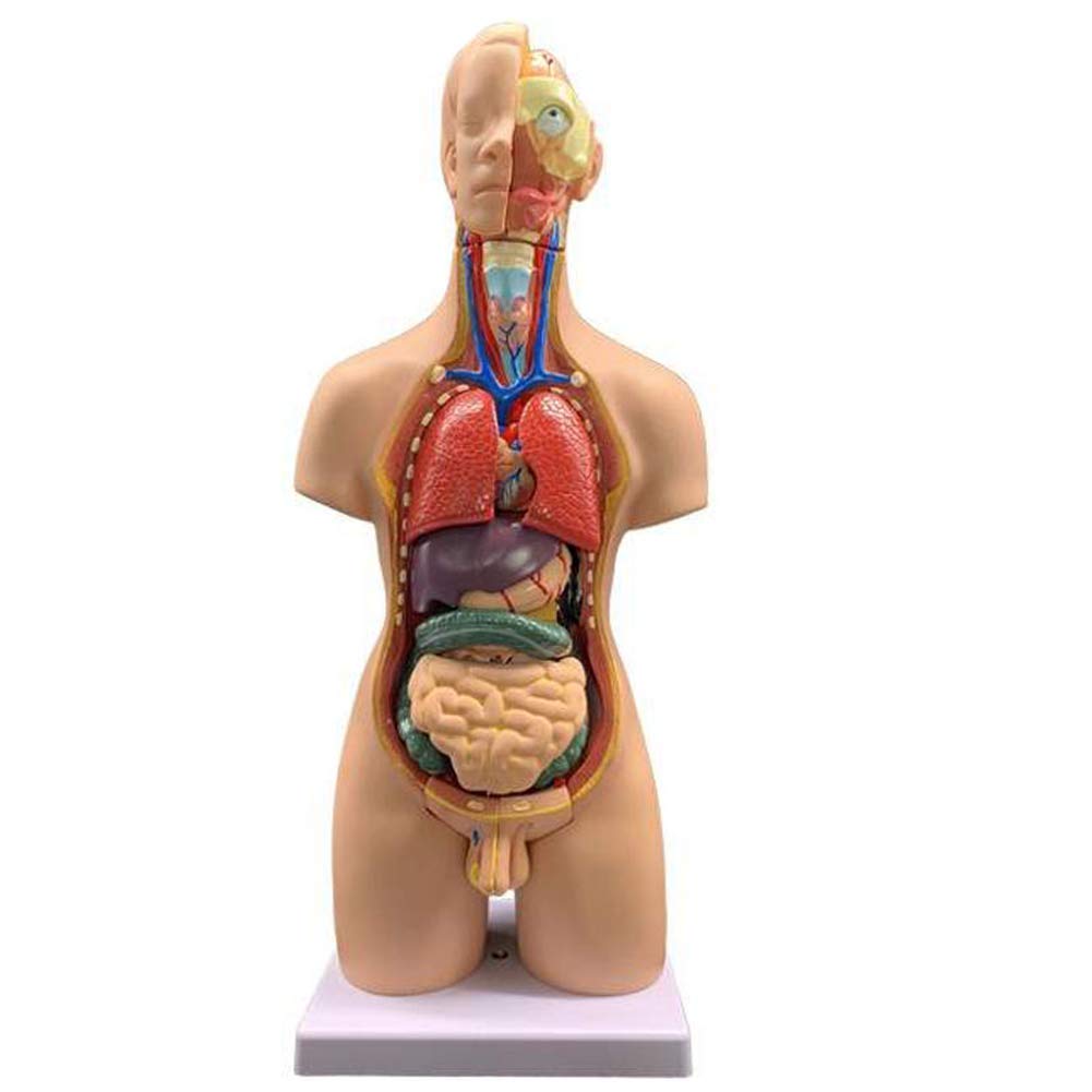 55cm Unisex Cuerpo Humano Torso Médico Anatómico Anatomía Órganos Internos para La Enseñanza, Desmontable 19 Partes