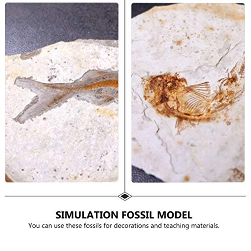 Image of Scicalife Fish Specimen Resin Bony Fish Model 3.14 X 2.75 X 0.23 in Science Education Laboratory Supply Desktop Ornament Teaching Display Collectible Adornment