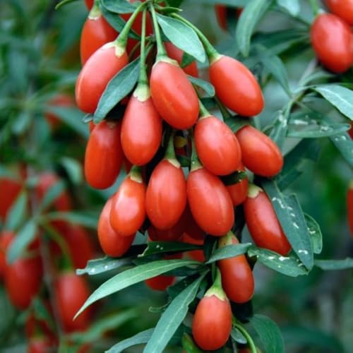 2 Goji Berry Plants Live, 5-9 Inch Tall, Red Goji Berry Bush Live Shrub to Grow Indoor Outdoor Home Garden