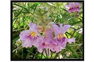 Desert Willow Tree - A True Beauty with Showy Flowers