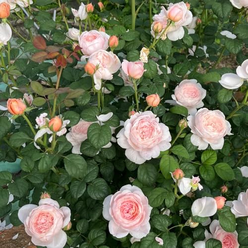 Semillas de rosal, Rosa chinensis, semillas de plantas exóticas Las rosas trepadoras compran semillas, plantas de jardín, decoración de otoño semillas de flores, adornos florales las 100pcs