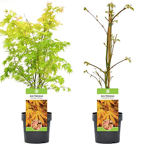 Gardeners Dream Acer Palmatum Orange Dream (20-40 cm inkl. Topf) - Japanischer Ahornbaum Winterhart - Japanische Sträucher Pflanzen Winterhart - Winterharte Pflanzen für Garten, Kübel & Terrasse