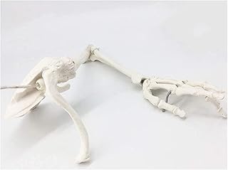 Study Model Upper Limb Bone Model - Medical Anatomical Human Upper Limb Skeleton Model - Educational Model Arm Bone Scapula Clavicle Upper Arm Bone Human Skeleton Model (Color : A) SaiFei