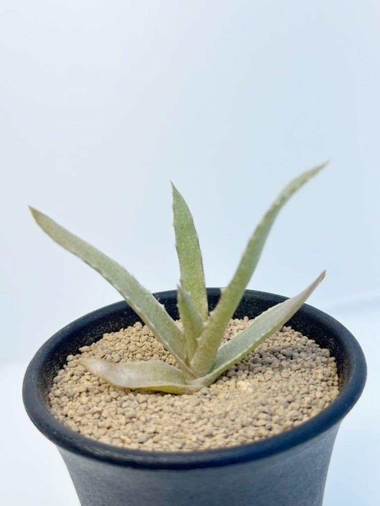Amazon.co.jp: アロエ ロマトフィラム Aloe Lomatophyllum 実生株 