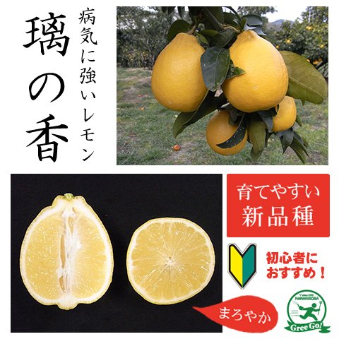 璃の香レモン接木苗木