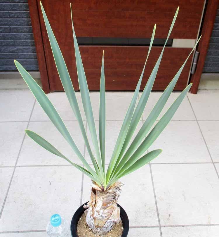 現品】 ブーファン・デスティチャ(ブーファン・デスティカ) 6号 GT番 現品】 ブーファン・デスティチャ(ブーファン・デスティカ) 6号 GT番