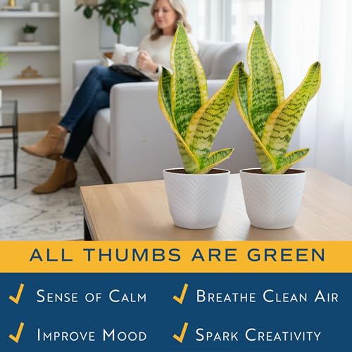 Image of Costa Farms Snake Plant Live Houseplants (2-Pack), Sansevieria in Decor Pots, Live Indoor Plants for Low Light, Easy Care Succulents for Plant Shelf, Home Decor & Office Desk, 8-12 Inches Tall