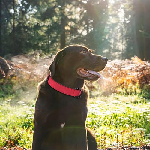 Image of Didog Soft PU Leather Dog Collar, Breathable Padded, Red, Neck 14-18 inch