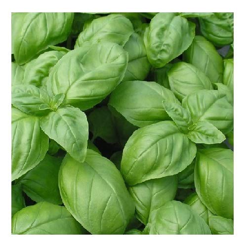 Basil Large Leaf Sweet Italian/Grow Indoors and Outdoors / 2000 Seeds