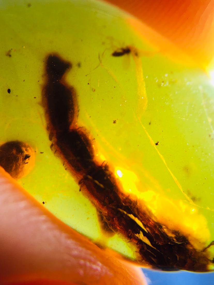 Burmese burmite Cretaceous Animal Tail Insect Fossil Amber Myanmar