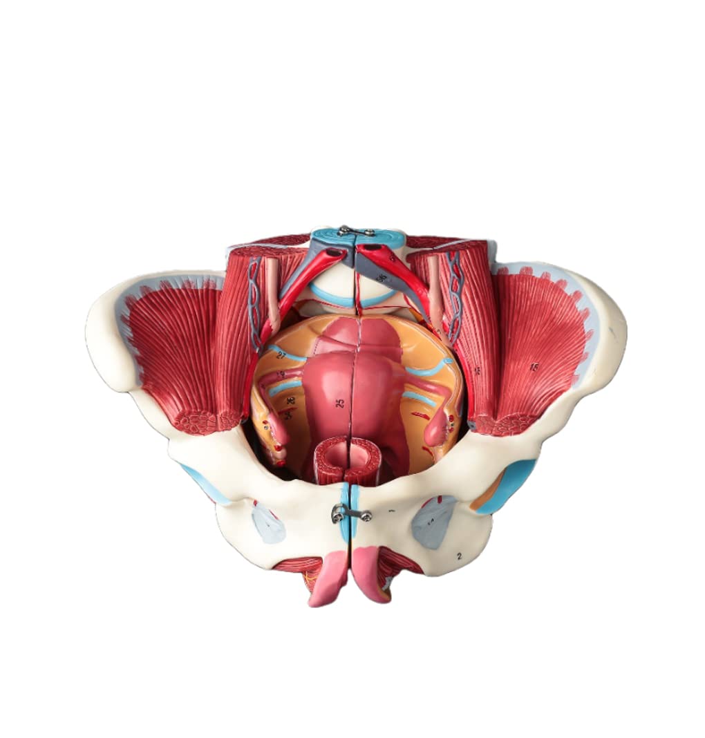 Zaawansowany Model Anatomiczny Kobiecej Miednicy, Zdejmowany, 4 Części, Kobiety, Pasek Mięśniowy Podłoża Miednicy, Narządy Płciowe, Macicy Neuromięśniowej,
