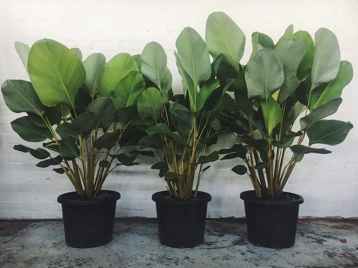 Creative Farmer Marantha Lutea - Calathea Plant Outdoor Shade Loving (B0C7V9VKKC) Amazon Price History, Amazon Price Tracker