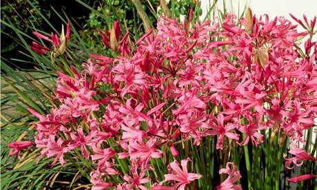5 X Nerine Bowdenni Bulbs - Guernsey Lily - Large Size 12/14 - Autumn flowering - FREE P&P