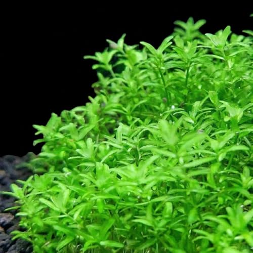 絶滅種の亡霊？私たちが愛した「パールグラス」の正体