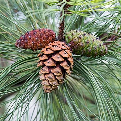 Pinus Ponderosa (Ponderosa Pine) Tree Seed By Myseeds.co, You Choose The Quantity (1/4 Oz (187 Seed)) #TOP1