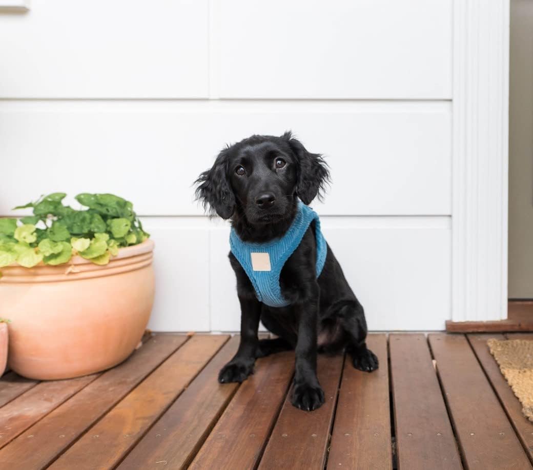 FuzzYard Life Corduroy Step in Dog Harness | Size L | Stylish Premium Corduroy Design in French Blue Perfect for Everyday Walks