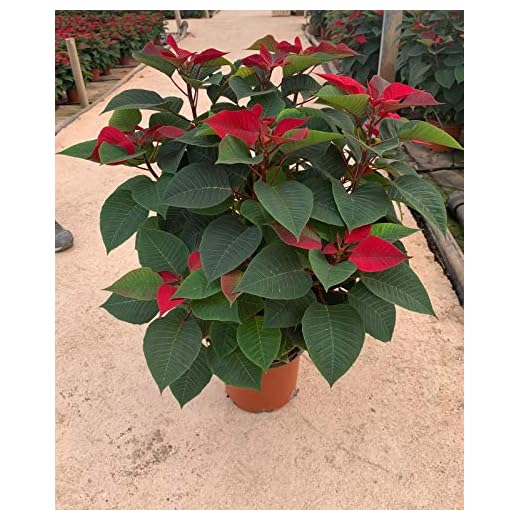 Planta de Navidad Natural - Altura: 75 cm - Diámetro: 23 CM Ø - Poinsettia-Planta Viva- Flor de Pascua Roja - VIPAR GARDEN 33